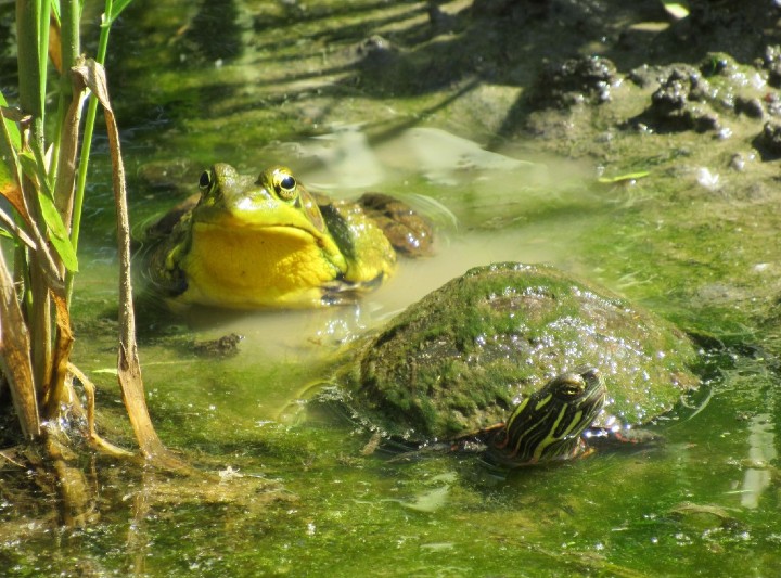 Frog-Turtle Combo